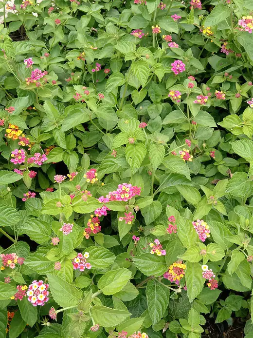 Lantana en flor, en producción