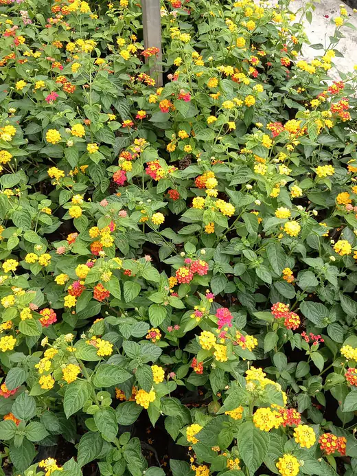 Lantana amarilla y roja, en producción