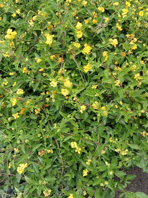 Cubresuelo de flor amarilla, en producción