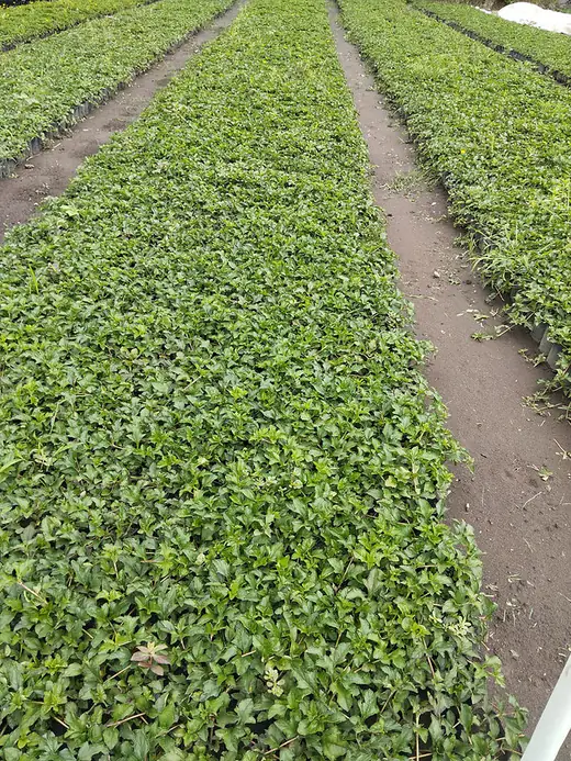 Camas de cubresuelo en el vivero