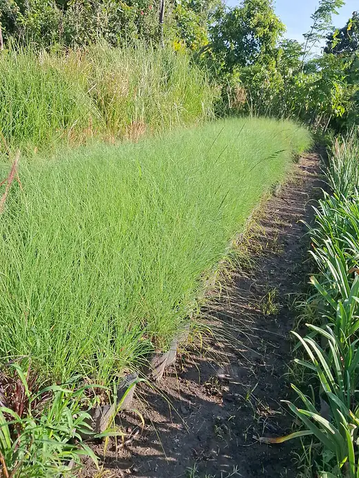 Pasto ornamental en camas de cultivo