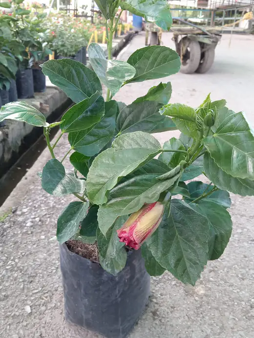 Planta ornamental en producción