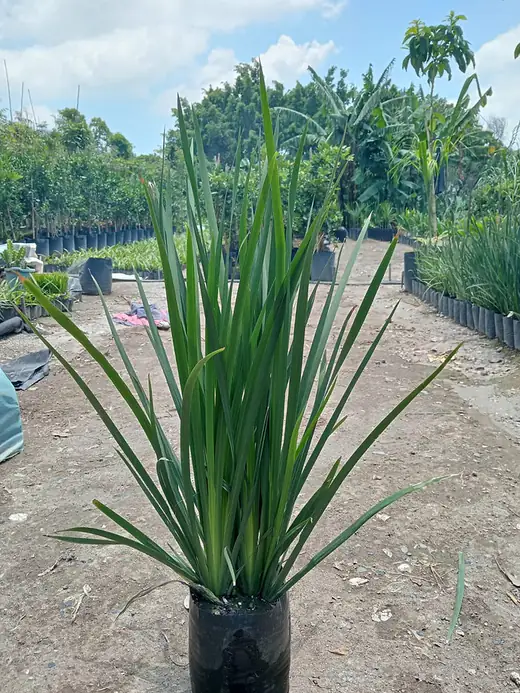 Planta ornamental en producción