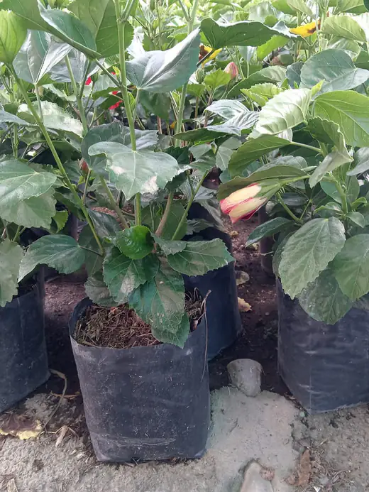 Planta ornamental en producción