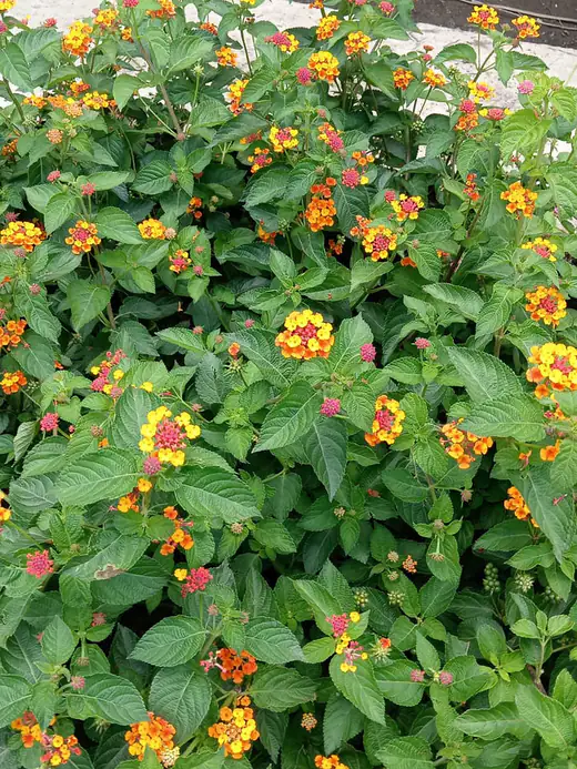 Planta ornamental en producción