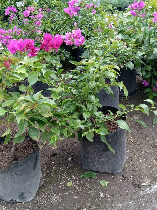 Planta ornamental en producción