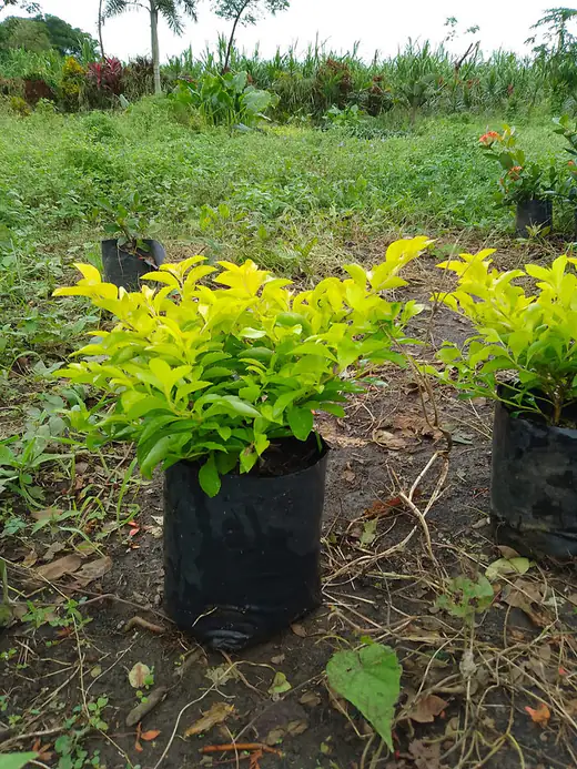 Planta ornamental en producción