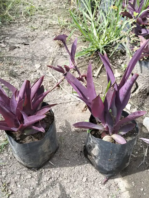 Planta ornamental en producción