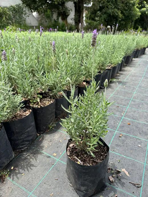 Planta ornamental en producción