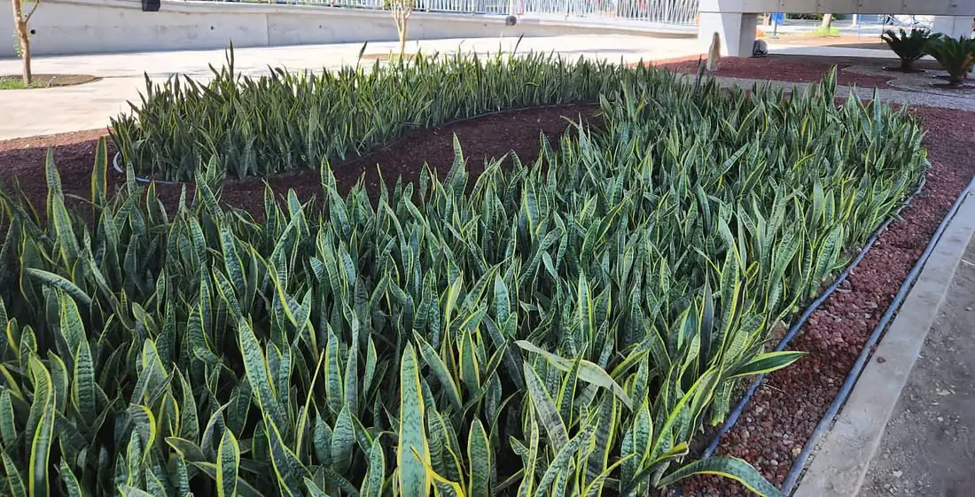 Plantación masiva de sansevieria con orillas de grava volcánica